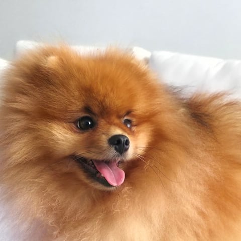 Bartho, an orange Pomeranian.