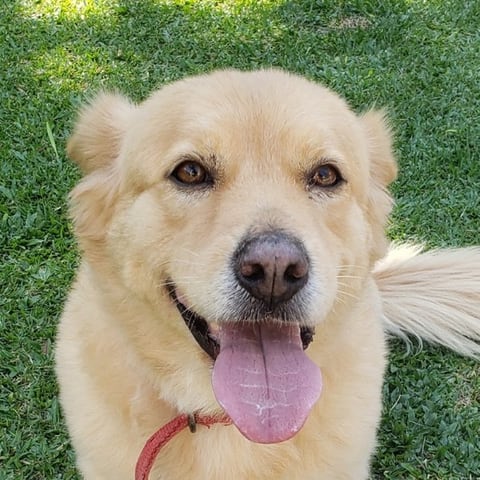 Bella, a golden mix, sitting on grass.
