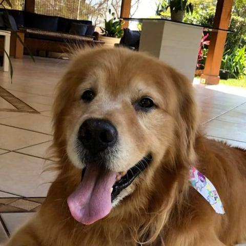 Simba, a golden retriever, smiling at the camera.